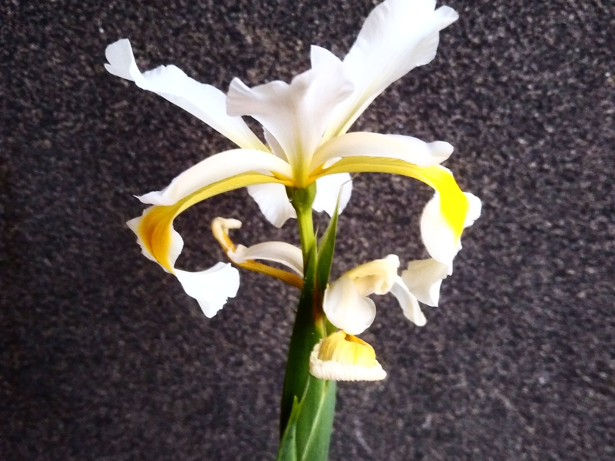 The Holy Juxtaposition