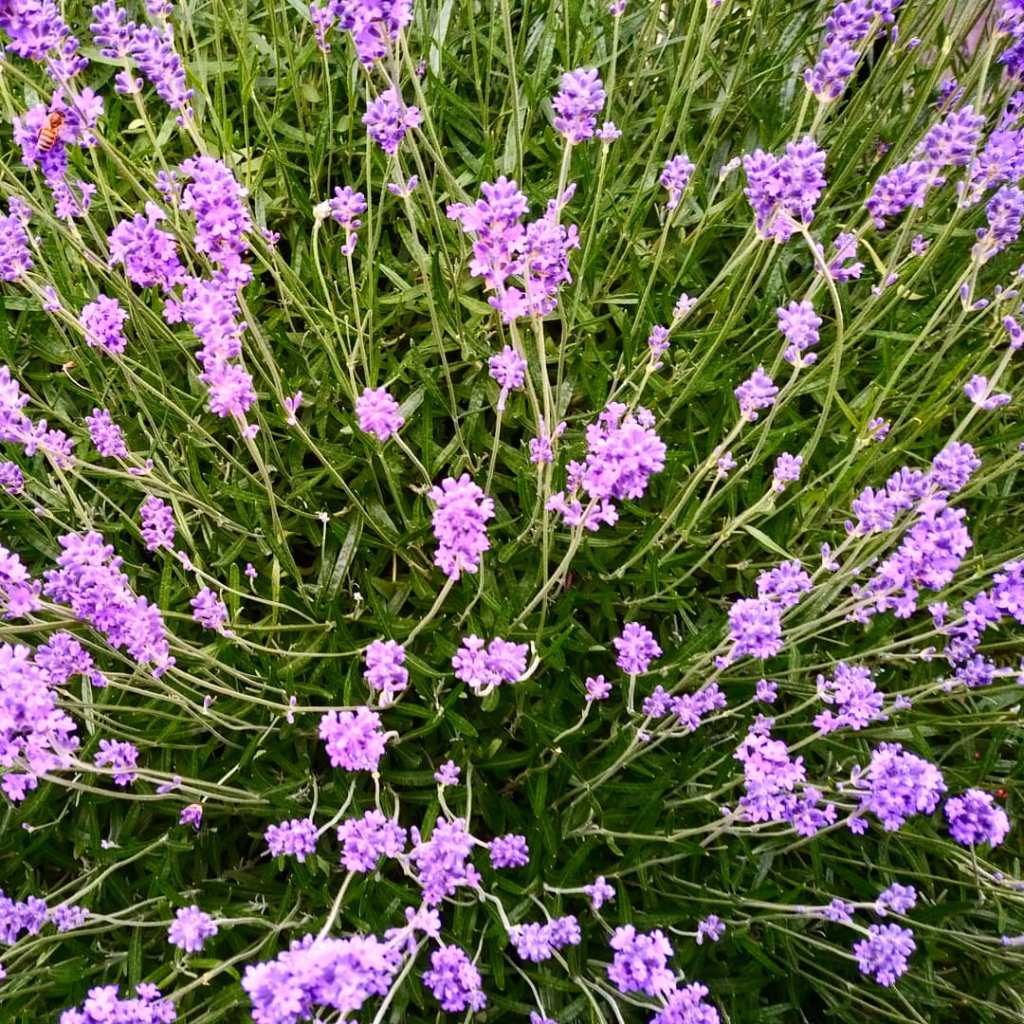 Emperor Of The&nbsp;Dead