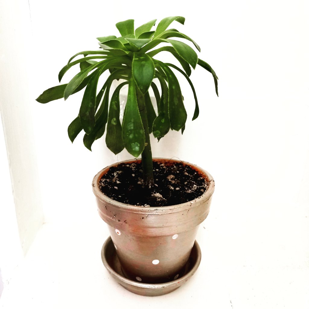 Art by ©Milana Vujkov