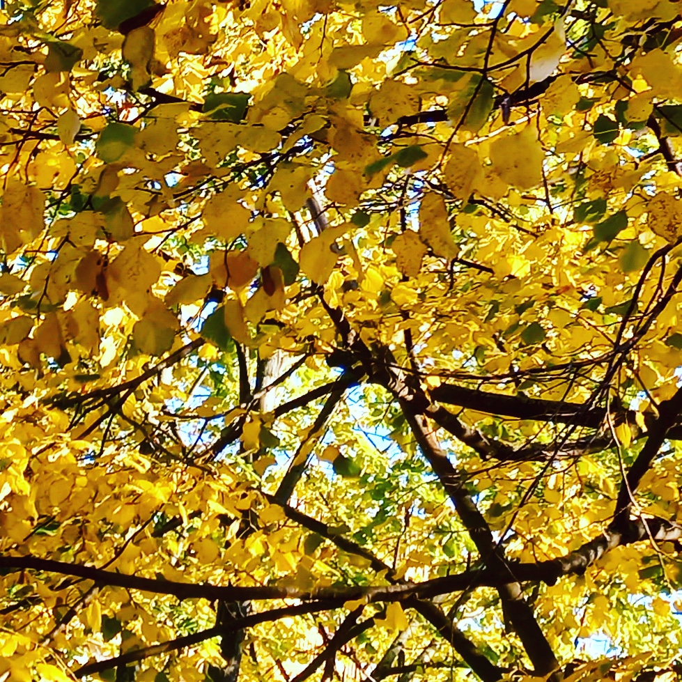 Art by ©Milana Vujkov