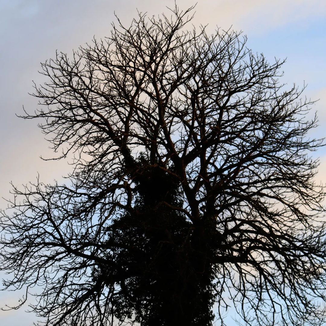 Enchantment And The&nbsp;Cinema