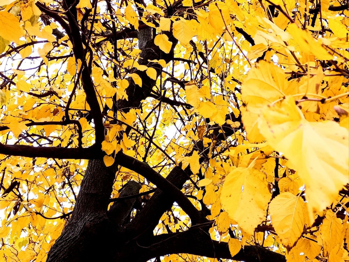 Pluto In Aquarius — The&nbsp;Wavemaker